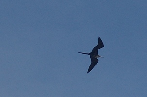 Magnificent frigatebird