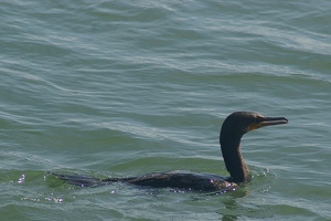 Cormorant