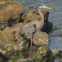 Heron