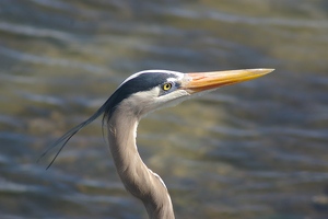 Nice head feathers