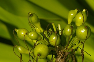 Weird green fruit