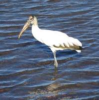 Wood stork