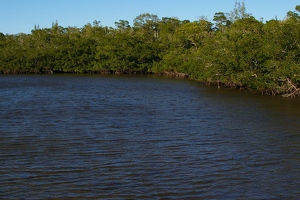 Lagoon in park