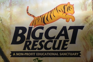 Big Cat Rescue