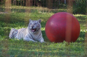 Zabu