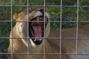 Yawning cat