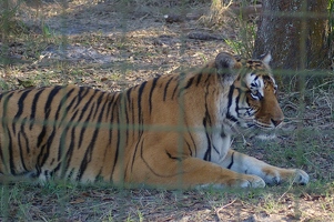 One of the tigers