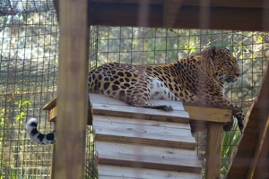 Lounging leopard