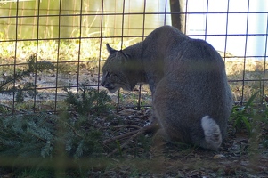 Bobcat with pine boughs