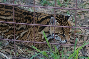 Ocelot