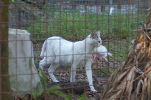 Tonga the white serval