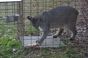 Playing with dinner