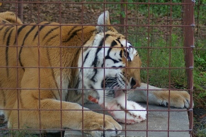 Tiger dinner