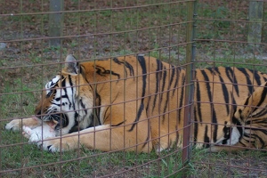 Tiger dinner