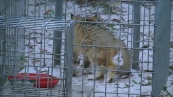 Video: Sand cat