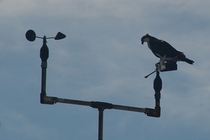 Osprey on the weather station