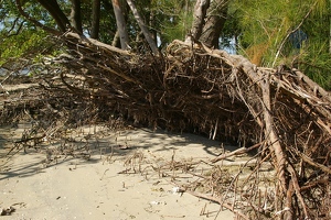 Roots of storm-tipped tree