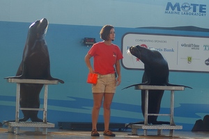 Sea lions at Mote