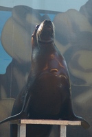 Sea lion