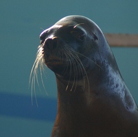 Sea lion face