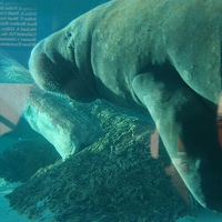 Manatee