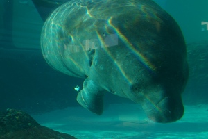 Manatee