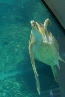 Thick glass distorts sea turtle