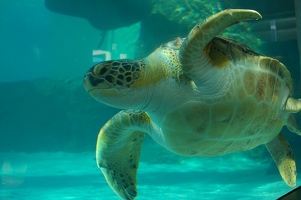 Sea turtle