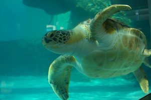 Sea turtle