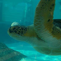 Sea turtle