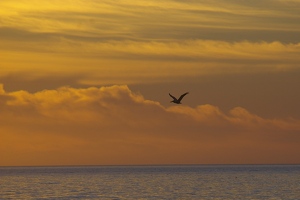 Pelican at sunset