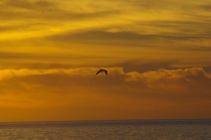 Pelican at sunset