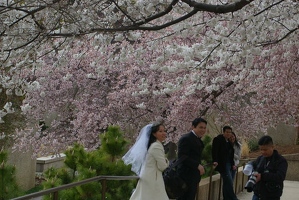 A popular spot for wedding photos