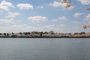 Along the tidal basin