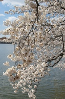 Tidal basin