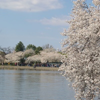 Crowds at tidal basin