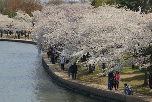 Crowds at Tidal Basin