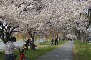 Along Potomac