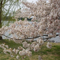Along Potomac