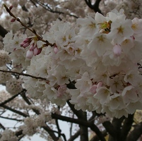 Light and fluffy
