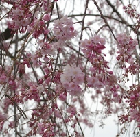 Pink and delicate