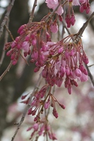 Still budding