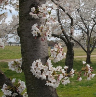 Cherry trees