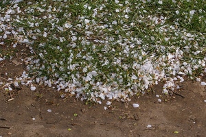 Fallen petals