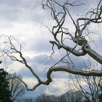 Metal tree
