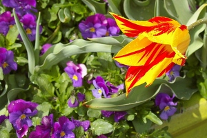 Tulip