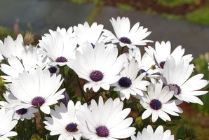White daisies