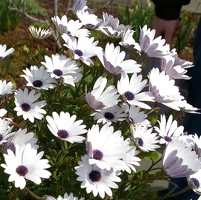 White daisies