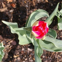 Tulip