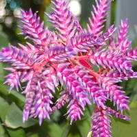 Bromeliad "Blue Tango"